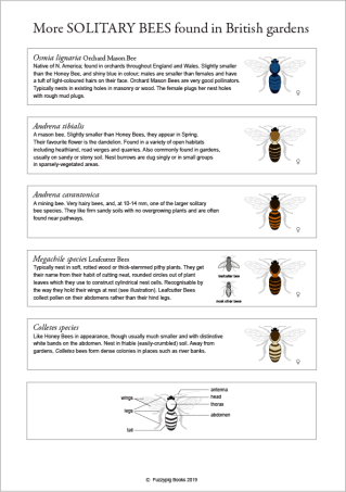 Solitary bees 2